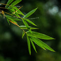 Bamboo leaves with rain droplets against a soft green background. Photograph by Neo, CC BY 3.0.