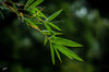 Bamboo leaves with rain droplets against a soft green background. Photograph by Neo, CC BY 3.0.