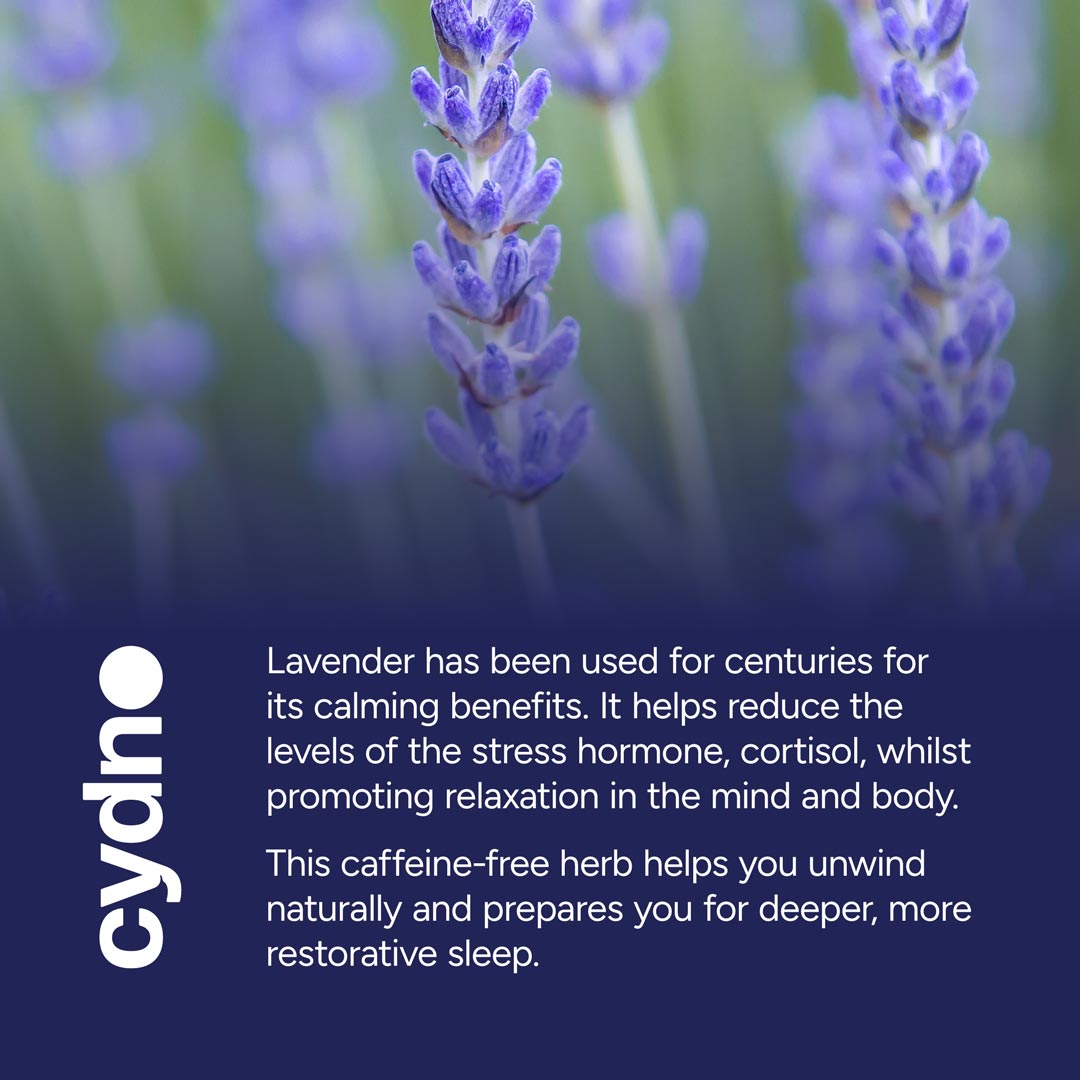 Cydno Lavender Tea — French Lavender Infusion — additional product view 3