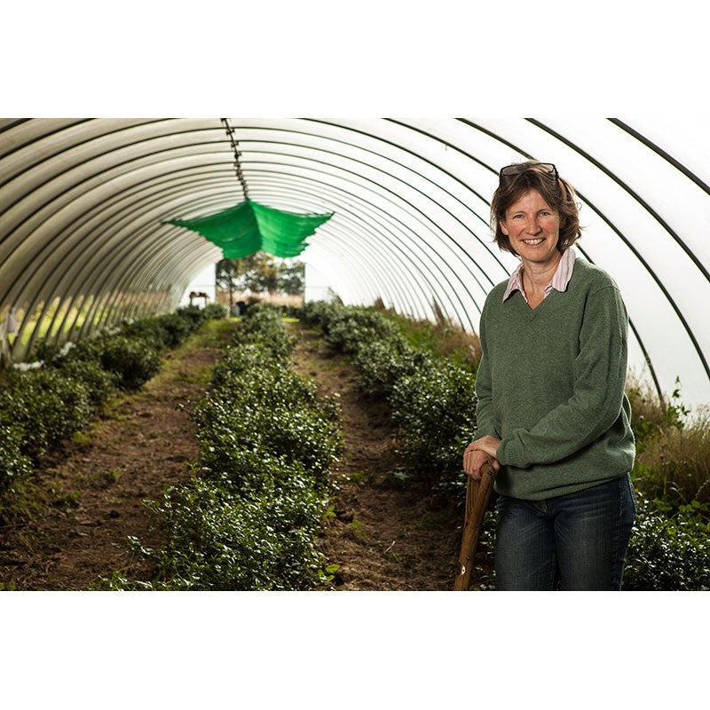 Kinnettles Gold — Scottish Grown Single Estate Tea — additional product view 6